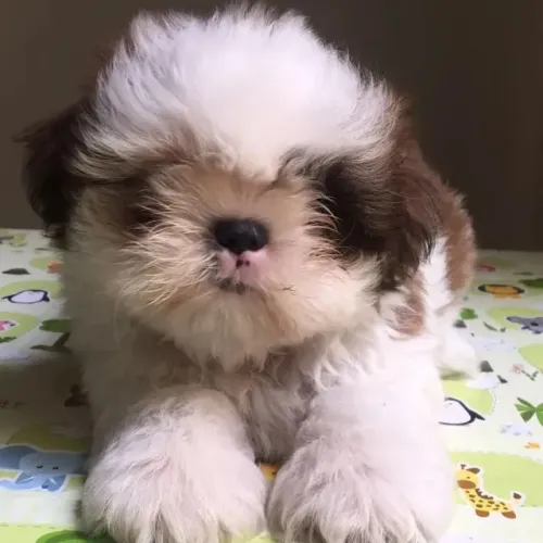shih tzu incrível esperando por você hoje