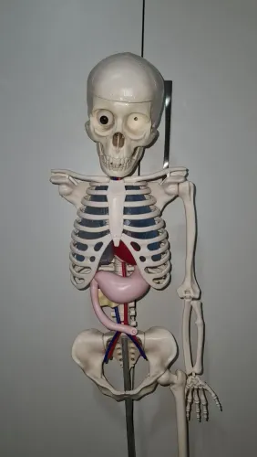 Coleção incompleta Corpo Humano - Brinquedo educativo