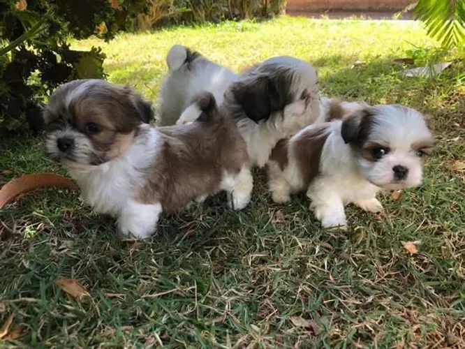 Filhote Shih Tzu, Seu novo amigo fiel está esperando por você!