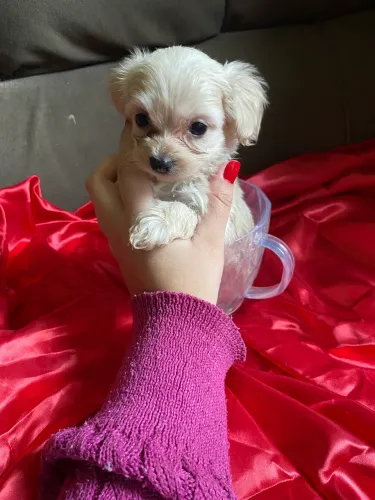 Poodle toy macho, mini