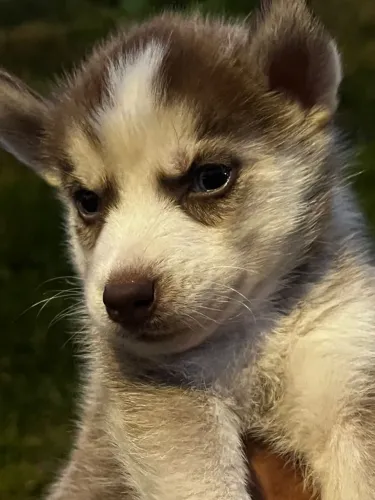 Husky Siberiano Olhos Azuis - 58 dias e Pronto para o Novo Lar!