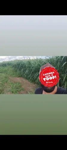 VENDO BRS CAPIAÇU E KURUMI PQ VERAO SEM CAPIM É PREJUIZO