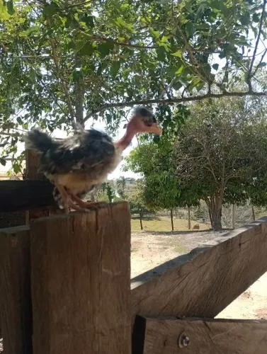 Pintainhas pescoço pelado pedrês 