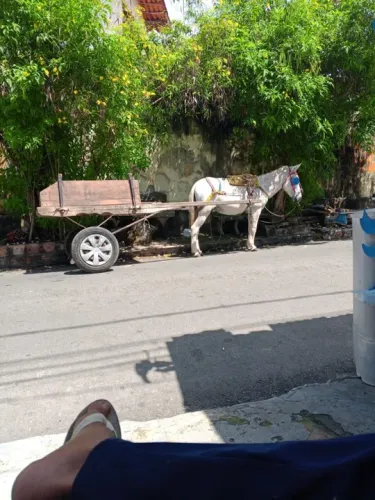 Carroça 
