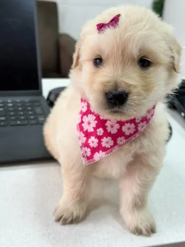 GOLDEN RETRIEVER PARA VOCÊ