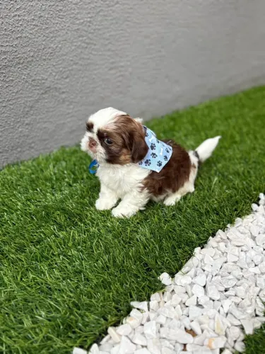 Mini shitszu macho chocolate com branco