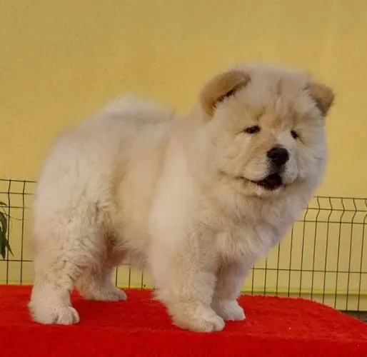 Chow-chow creme/laranja/preto, temos 7 clinicas para qualquer tipo de atendimento gratuito