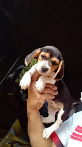 Beagle: Inteligente, Ativo e Amável!