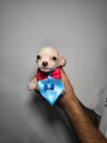 Chihuahua Puro - Ideal para Família