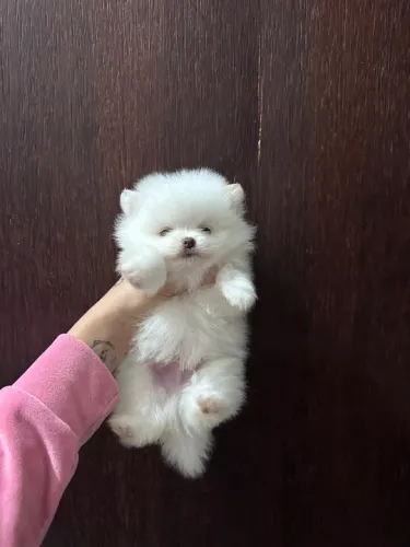 Filhote de Lulu da pomerania carinhoso 