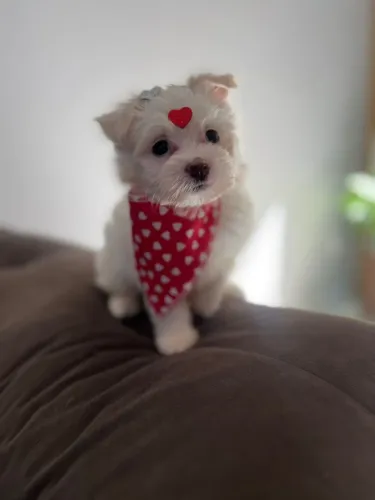 Filhote de Maltês Branco Neve