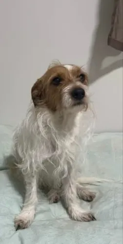 Cachorro macho castrado 