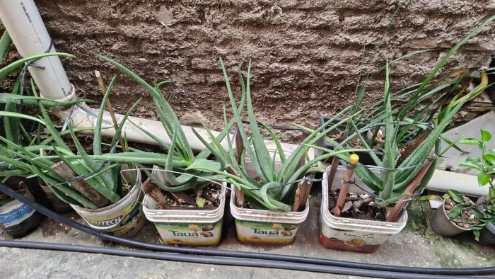 Babosa Aloe Vera