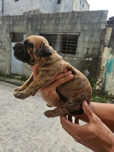 Fêmea disponível fila brasileiro