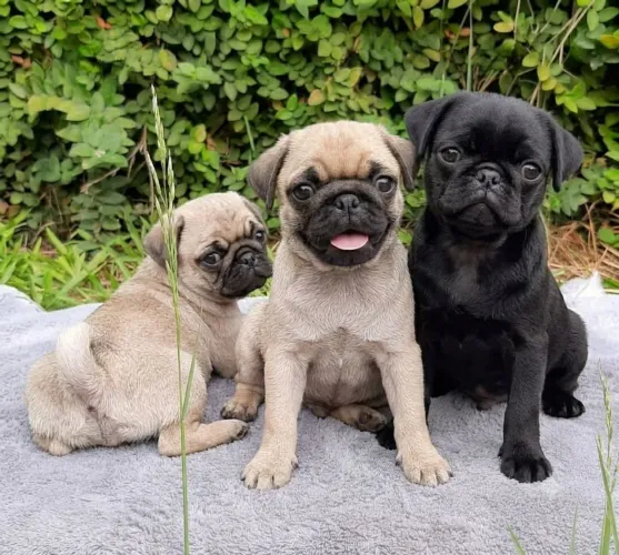 PROMOÇÃO FILHOTES PUG