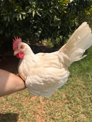 Frangos leghorn galinha