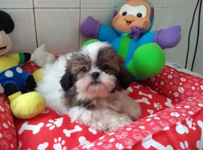 Shihtzu menino lindo e carinhoso 