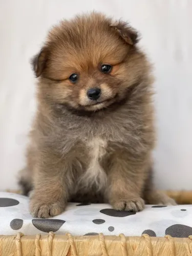 Spitz Alemão Disponível - Excelente Procedência