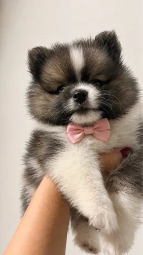 Lulu da Pomerania anão 
