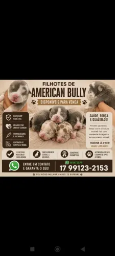 Vendo filhotes de American Bully