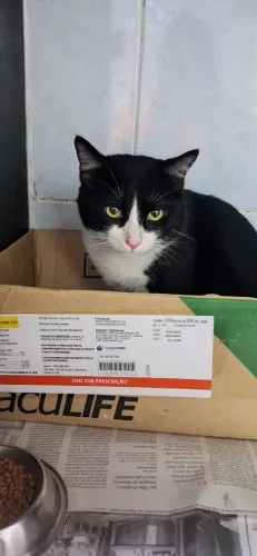 Frajolinha lindo para a adoção