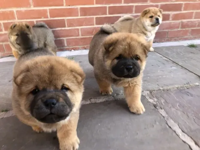 Chow Chow,Chow Chow Filhote Disponível Entrega Facilitada