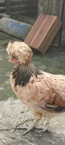 Vendo Casal mais franga raça polonêsa original não e mestiça não.