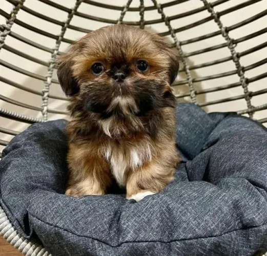 Filhotes de Shih Tzu | Mais felicidade em casa!