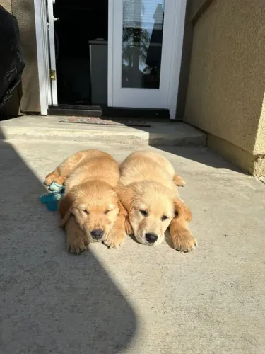 Golden