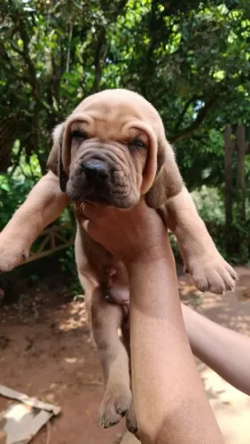 Filhotes Fila Brasileiro