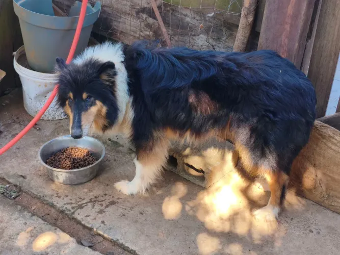 Rough Collie Fêmea