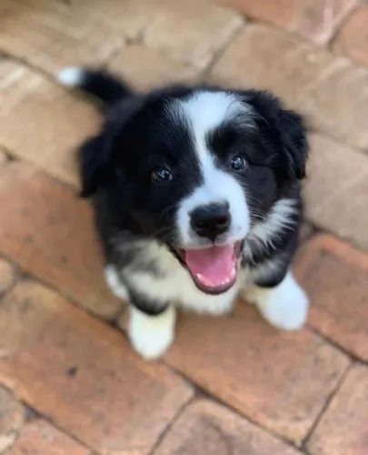 Border Collie - Esse Filhote Está Chamando Atenção Por Um Motivo