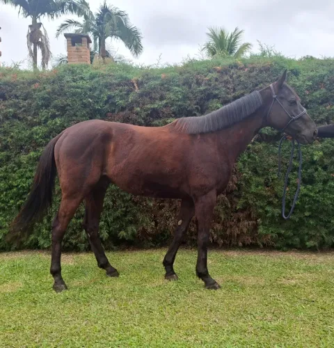 Cavalo PSI
