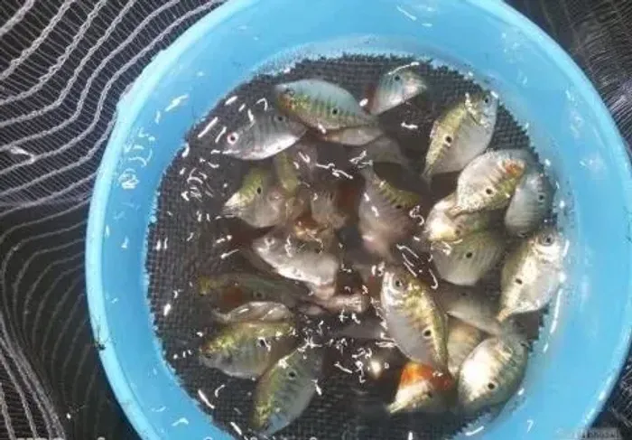 Alevinos de Tambaqui em Santarém 