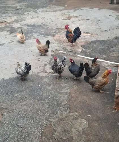 Galinhas Garnizé