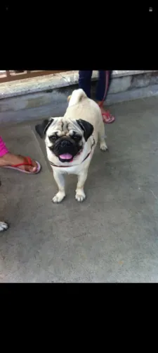 FÊMEA PUG. /  PROCURA MACHO PARA CRUZAR