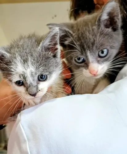 Gatinhos para adoção responsável