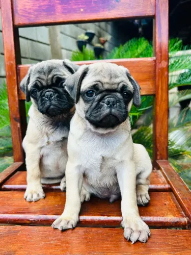 Filhote de pug Abricot 