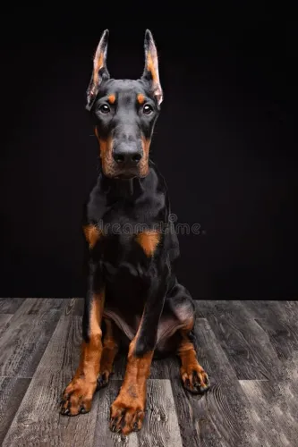 Filhotes De Dobermans Europeus! 
