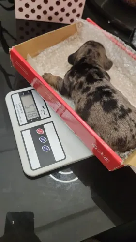 Venda de Dachshund