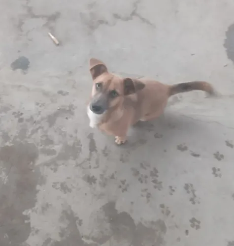 Doação de cão de pequeno porte 