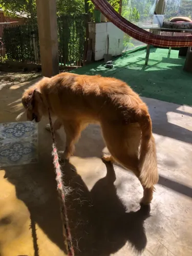 animal