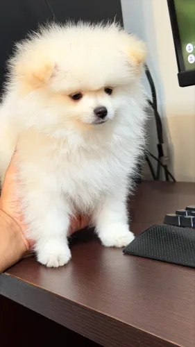 Spitz alemão mini 
