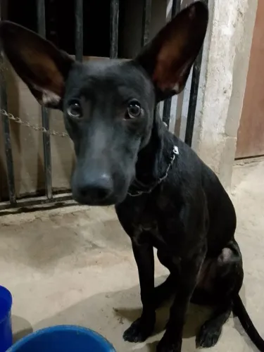 CACHORRO MACHO FILHOTE