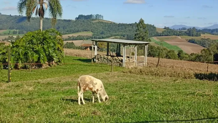 CORDEIROS - VENDA RÁPIDA - ITUPORANGA/SC (ovelha)