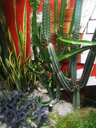 Flores e Plantas