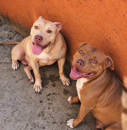 APBT a venda