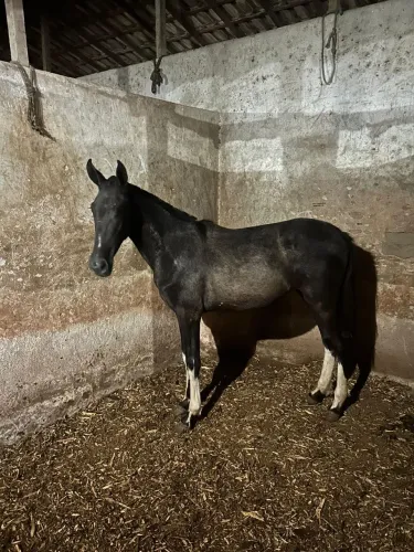 Potra Mangalarga Marchador Registrada Abccmm
