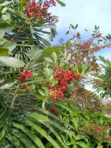 Aroeira-vemelha (Pimenta-rosa)