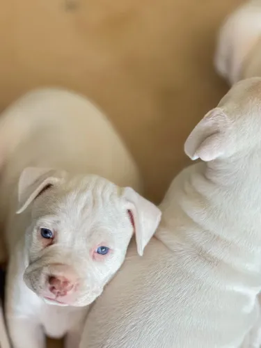 Filhote pit bull albino